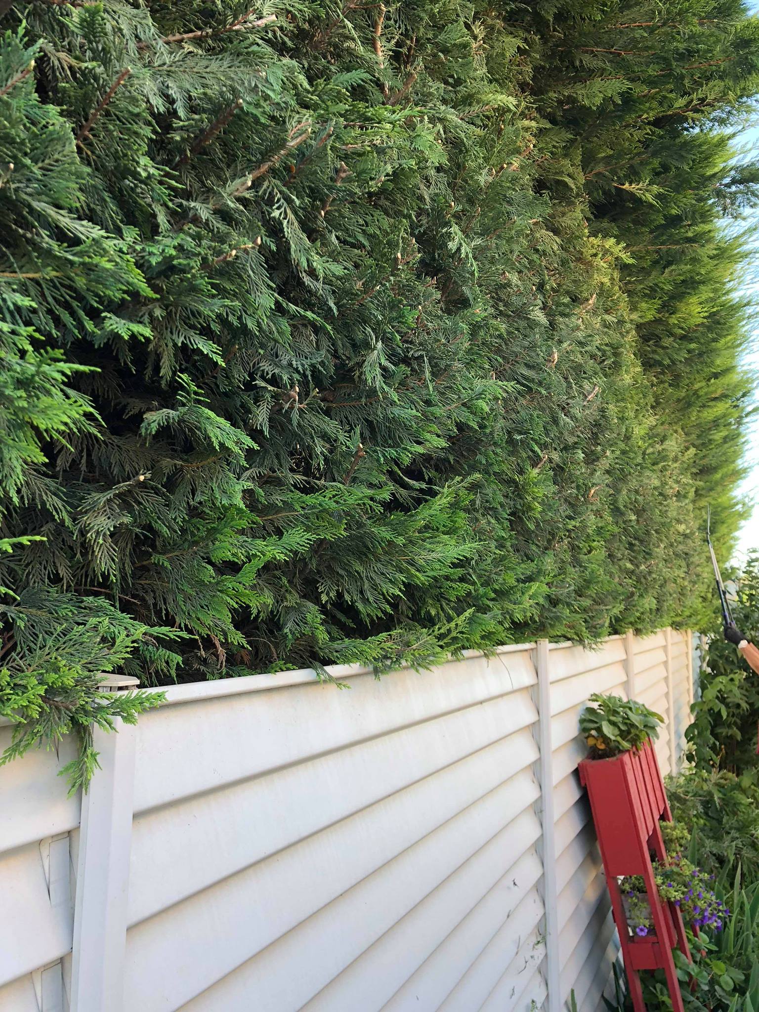 taille-haie-jardin-2 taille-haie-jardin-2