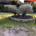 entretien olivier cassis aubagne jardin paca